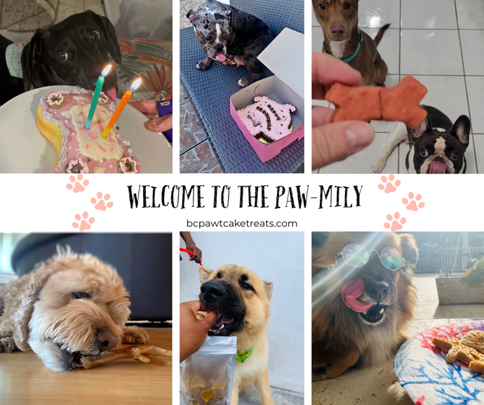 Welcome to the Pawtcake Family