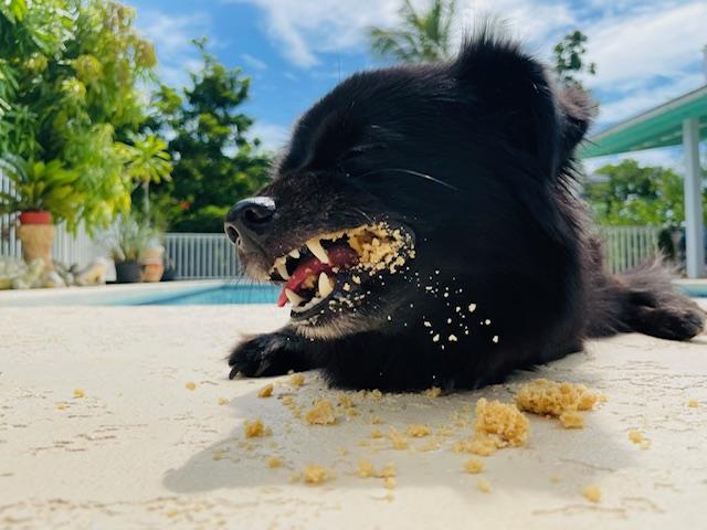 Tail-Wagging Shortbread Delights